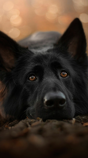 Dog , , Dog muzzle, Animal HD phone wallpaper
