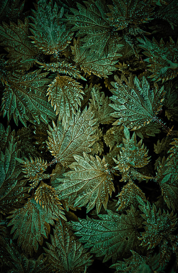Nature, Leaves, Snow, View From Above, Plant HD phone wallpaper