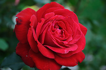Red Rose, Nature, Flower, Rose, Petals HD wallpaper