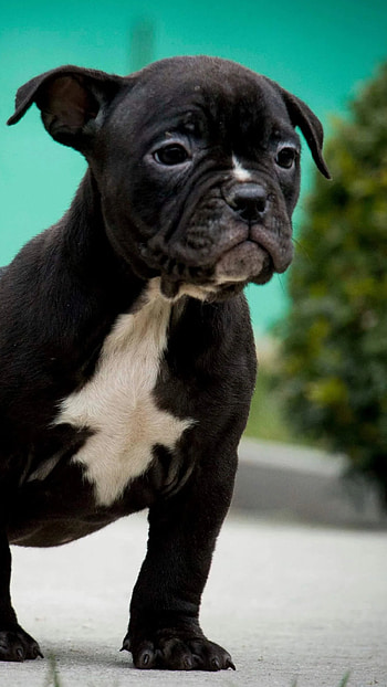American Bully, Black, Dog, dog breeds HD phone wallpaper