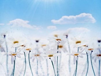 Plants, Flowers, Camomile HD wallpaper