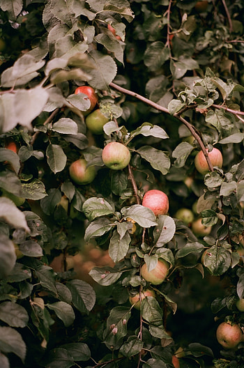 Best apple tree , Bountiful harvest, Pexels stock , Nature's treasures HD phone wallpaper