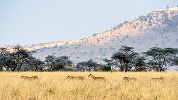 Serengeti pride, Lion waiting patiently, Tanzania's wildlife, Majestic sight HD wallpaper
