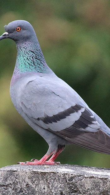 Bird, Pigeon, Pigeon Bird HD phone wallpaper