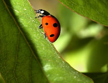 Going Up, leaf, ladybug, green, red HD wallpaper