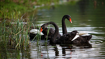 Beautiful black swan, Majestic bird, Graceful creature, Dark feathers HD wallpaper