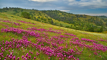 Nature, Flowers, Grass, Sky, Field HD wallpaper