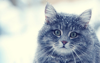 Animals, Cats HD wallpaper