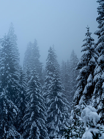 Winter, Nature, Trees, Pine, Snow, Snowstorm HD phone wallpaper