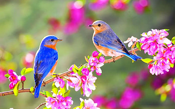 Spring Birds Flowers, Birds Flowers Nature HD wallpaper