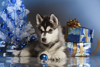 Christmas puppy, blue, dog, animal, white, cute, deco, gift, puppy, husky, caine HD wallpaper