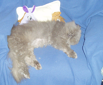 This is My chair! 1., chair, cat, boss, blanket HD wallpaper
