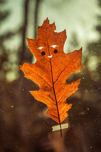 Funny, Autumn, Miscellanea, Miscellaneous, Sheet, Leaf, Smile HD phone wallpaper