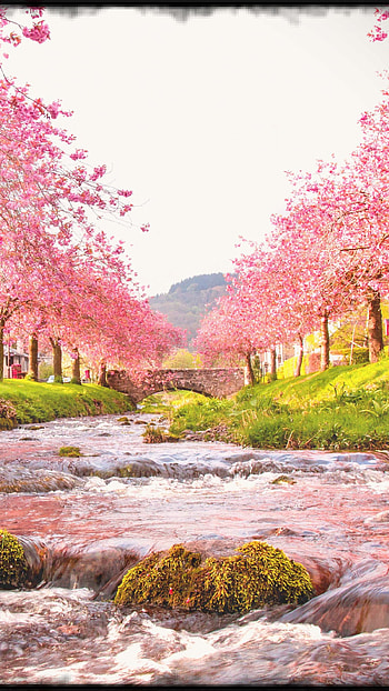 Cherry lake, lake, cherryblossom, nature, japan HD phone wallpaper