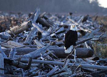 Animals, Bird, Predator, Eagle HD wallpaper