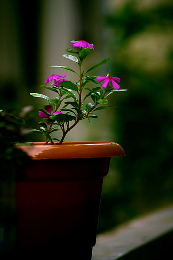 Close-up of vibrant pink flowers blooming in a terracotta pot, showcasing nature's beauty. HD phone wallpaper