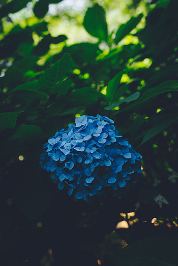 Flowers, Leaves, Bush, Blur, Smooth, Hydrangea, Inflorescences, Inflorescence HD phone wallpaper