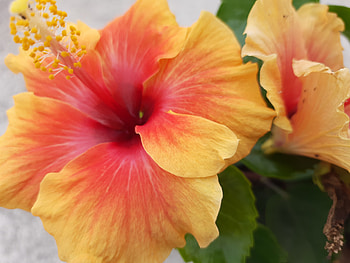 Hibiscus, Flowers, My garden, Favorite HD wallpaper