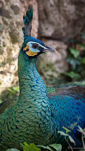Peacock, Beautiful Bird HD phone wallpaper