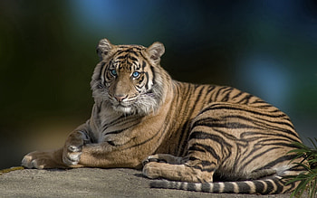 Animals, To Lie Down, Lie, Beautiful, Predator, Big Cat, Tiger, Grace HD wallpaper