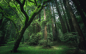 Cedar Tree, Green leafed trees, Dark forest, Moss beauty HD wallpaper