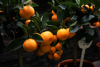 Fruits, Food, Branches, Citrus, Manadirins, Manadrini HD wallpaper