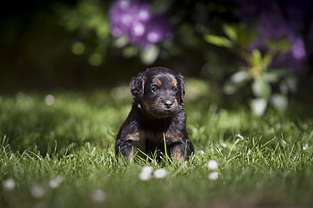 Cute, adorable puppy, dog, grass HD wallpaper