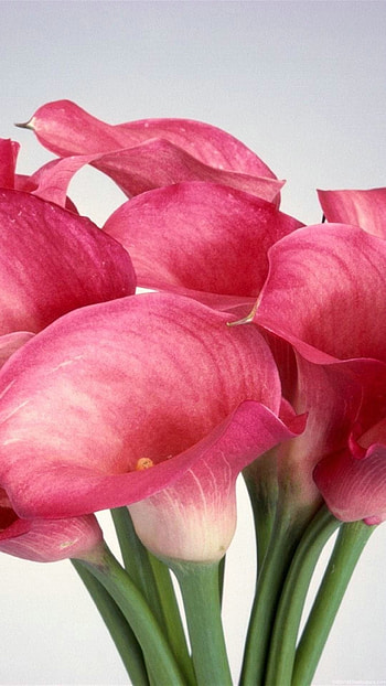 Calla Lily, , Floral fascination, Captivating ry HD phone wallpaper