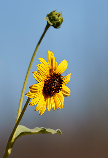 Flowers, Flower, Macro, Petals, Sunflower HD phone wallpaper
