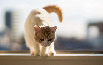 Animals, Cat, Beautiful, Stroll, Tail HD wallpaper