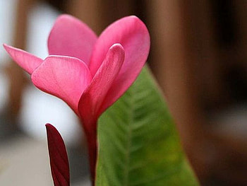 Beautiful Flower, cool, beautiful, , flower HD wallpaper