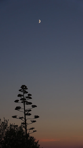 Atardece en Binéfar / Sunset of Binéfar, sky, tree, moon, nature, sunset HD phone wallpaper
