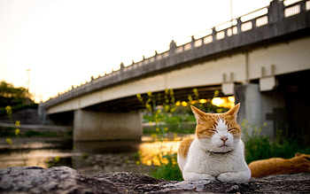 Animals, Rivers, Sun, Cat, To Lie Down, Lie HD wallpaper