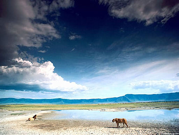 LIONS WATERHOLE, africa, sky, lion, water HD wallpaper
