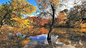 autumn reflections in the lake, autumn, trees, reflection, lake HD wallpaper