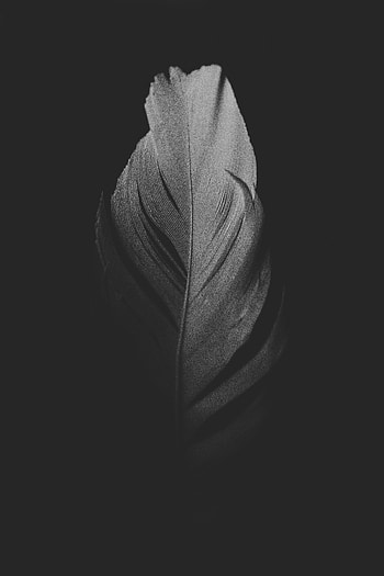 Feather, Macro, Dark, Bw, Chb, Plumelet HD phone wallpaper