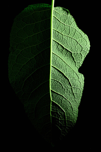 Leaf, macro HD phone wallpaper