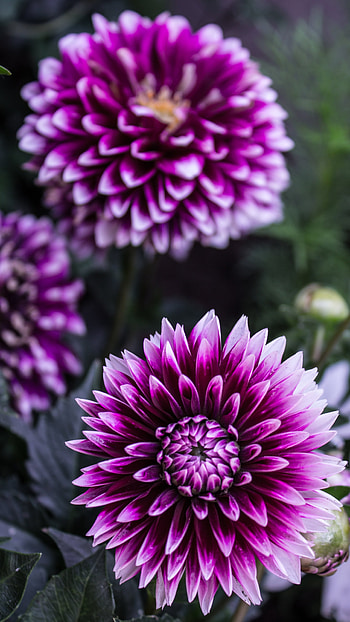 Dahlia, Purple HD phone wallpaper