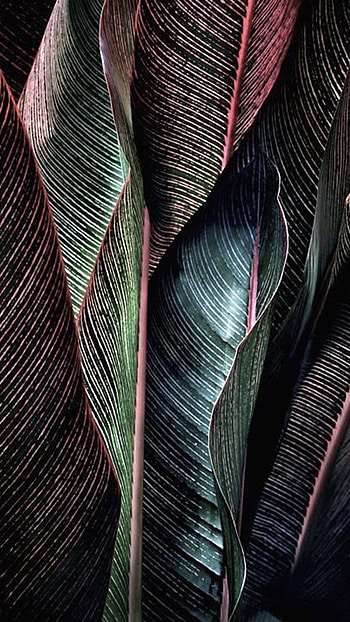 Unique, Leaf HD phone wallpaper