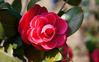 red, Flowers camellia, Flowers, Camellia HD wallpaper