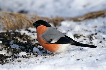 Animals, Snow, Bird, Sit, Color, Bullfinch HD wallpaper