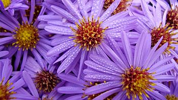 Flowers, Lilac, Drops, Macro, Bright, Bouquet HD wallpaper