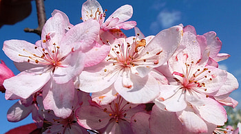 Spring, trees, nature, flowers HD wallpaper