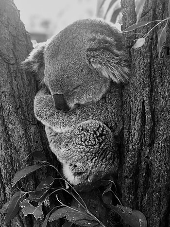 Animals, Grey, Bw, Chb, Animal, Dream, Sleep, Koala HD phone wallpaper