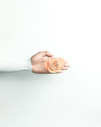 Flower, Hand, Rose Flower, Rose, Minimalism, Wall HD phone wallpaper