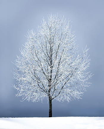 A solitary frosty tree covered in ice against a clear blue sky, symbolizing winter tranquility. HD phone wallpaper