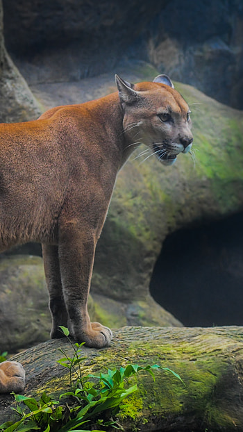 Cougar, resolution, Sony Xperia backgrounds, Stunning HD phone wallpaper