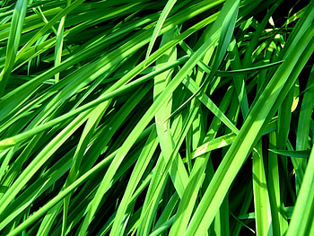 Plants, Grass HD wallpaper