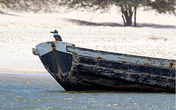 Animals, Water, Shore, Bank, Bird, Wet, Boat HD wallpaper
