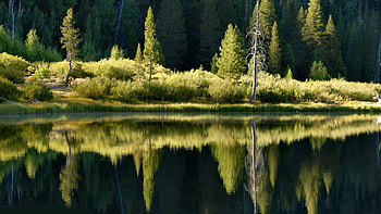 Forest Reflected in the Lake, nature, reflection, forest, lake HD wallpaper